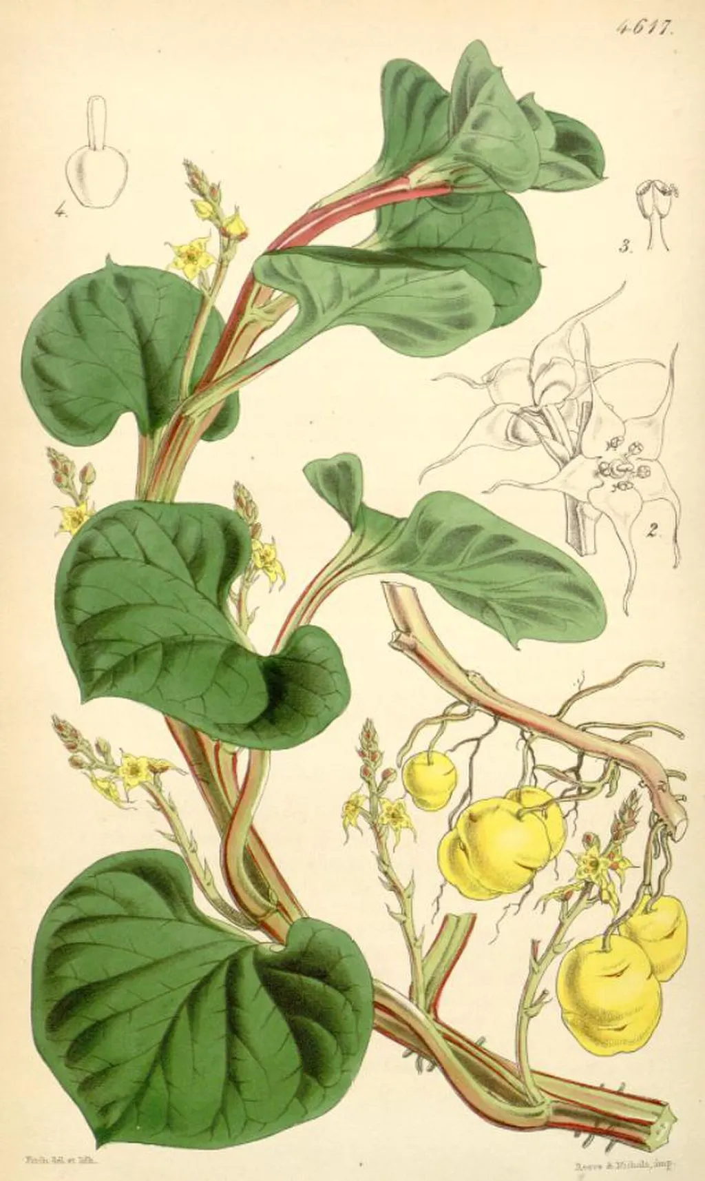 Ulluco (Ullucus tuberosus)