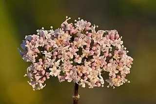 Valerian (Valeriana officinalis)