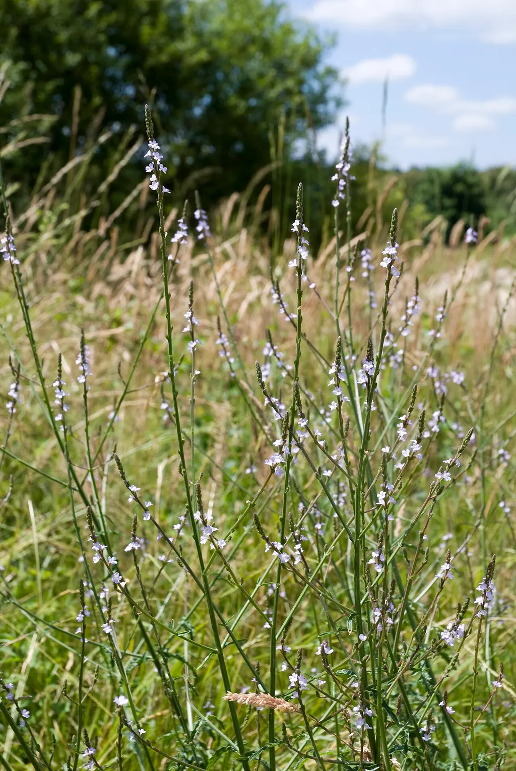 Vervain (Verbena officinalis)