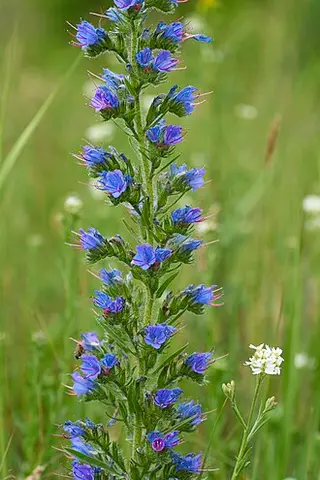 Viper's Bugloss (Echium vulgare)