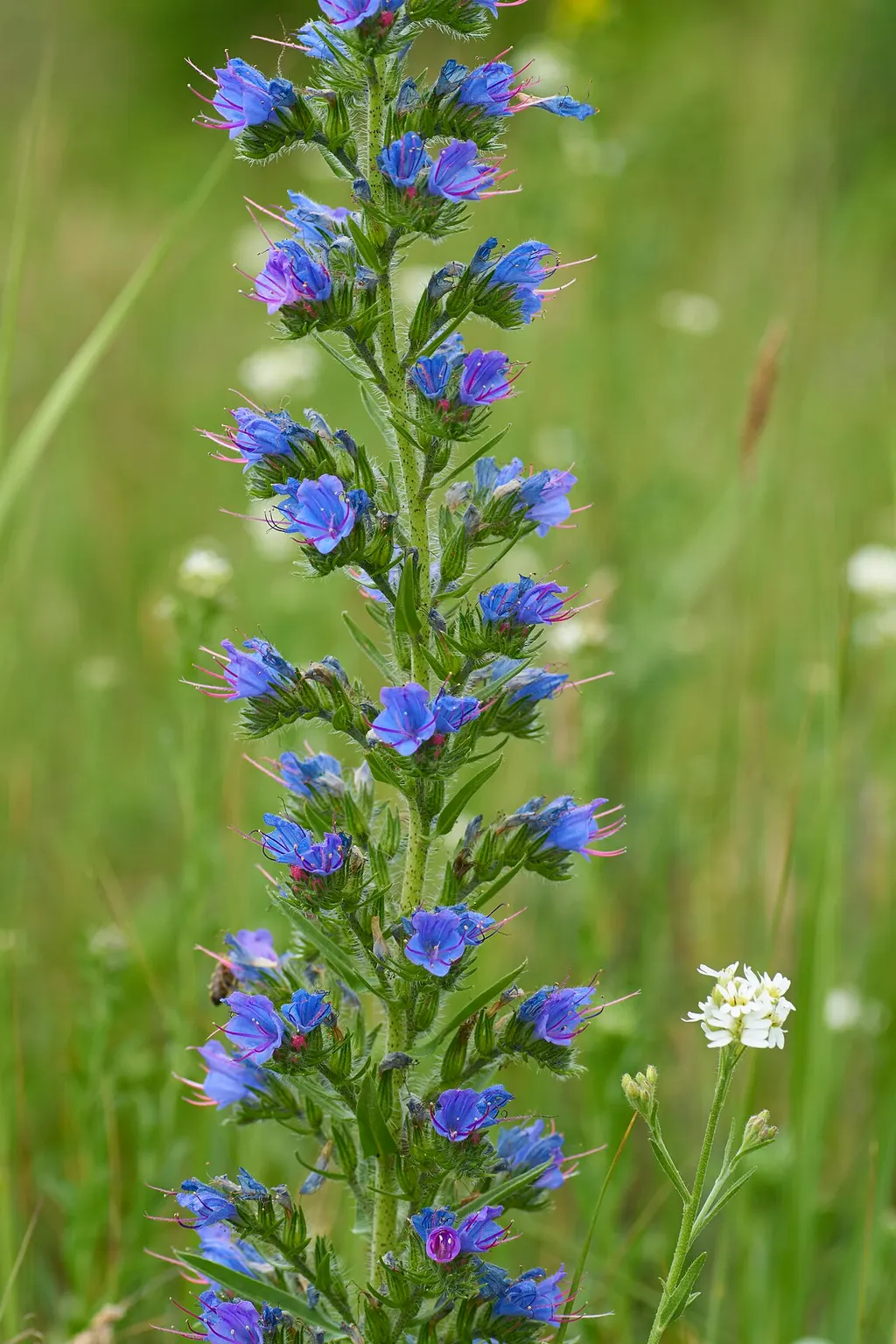 Viper's Bugloss (Echium vulgare)