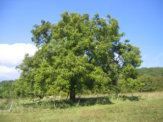 Walnut (Juglans regia)