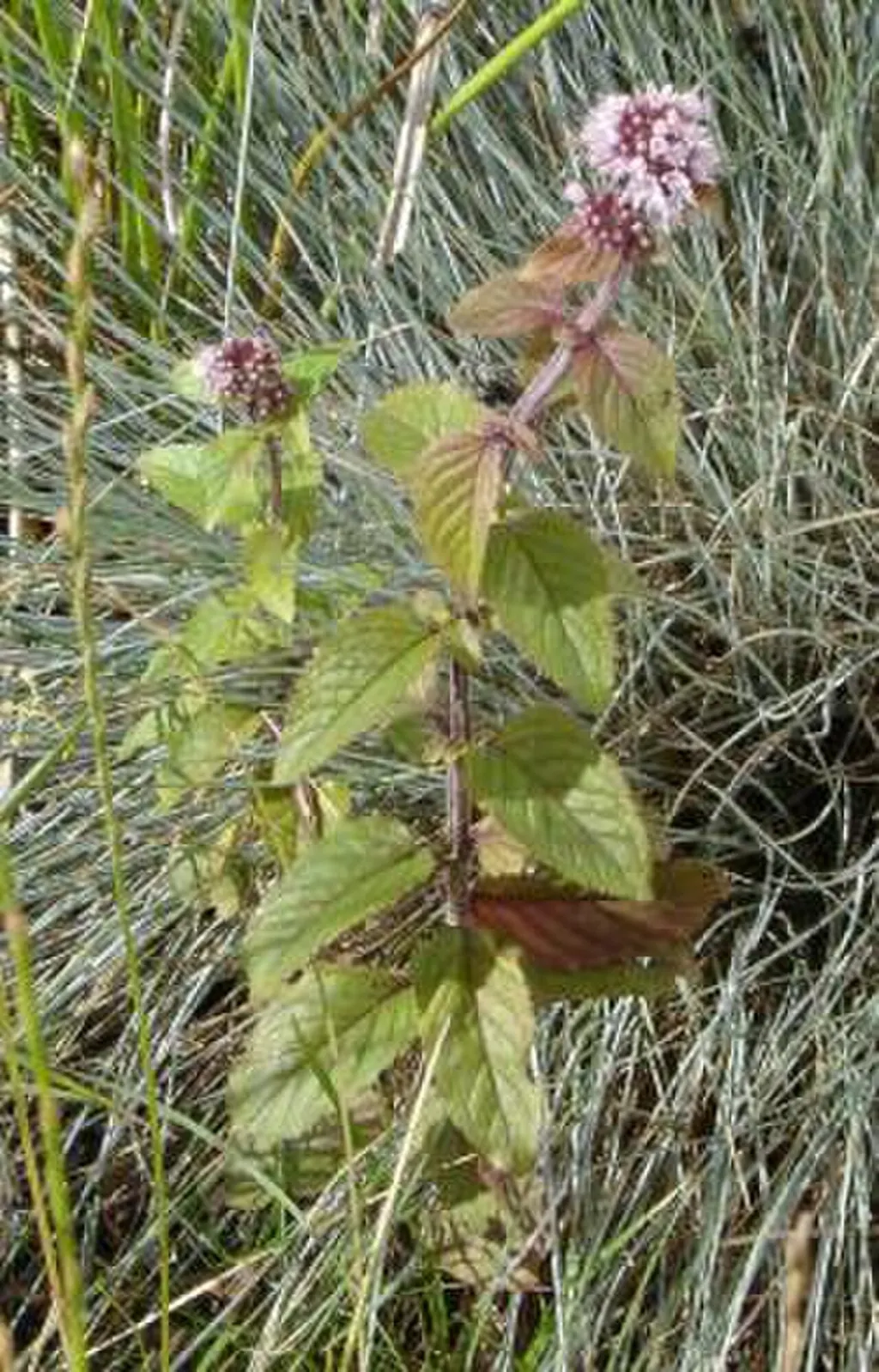 Water Mint (Mentha aquatica)