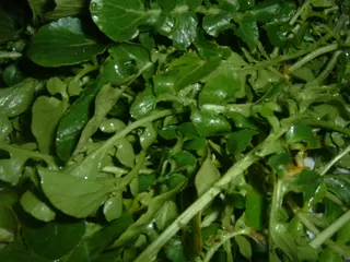 Watercress (Nasturtium officinale)