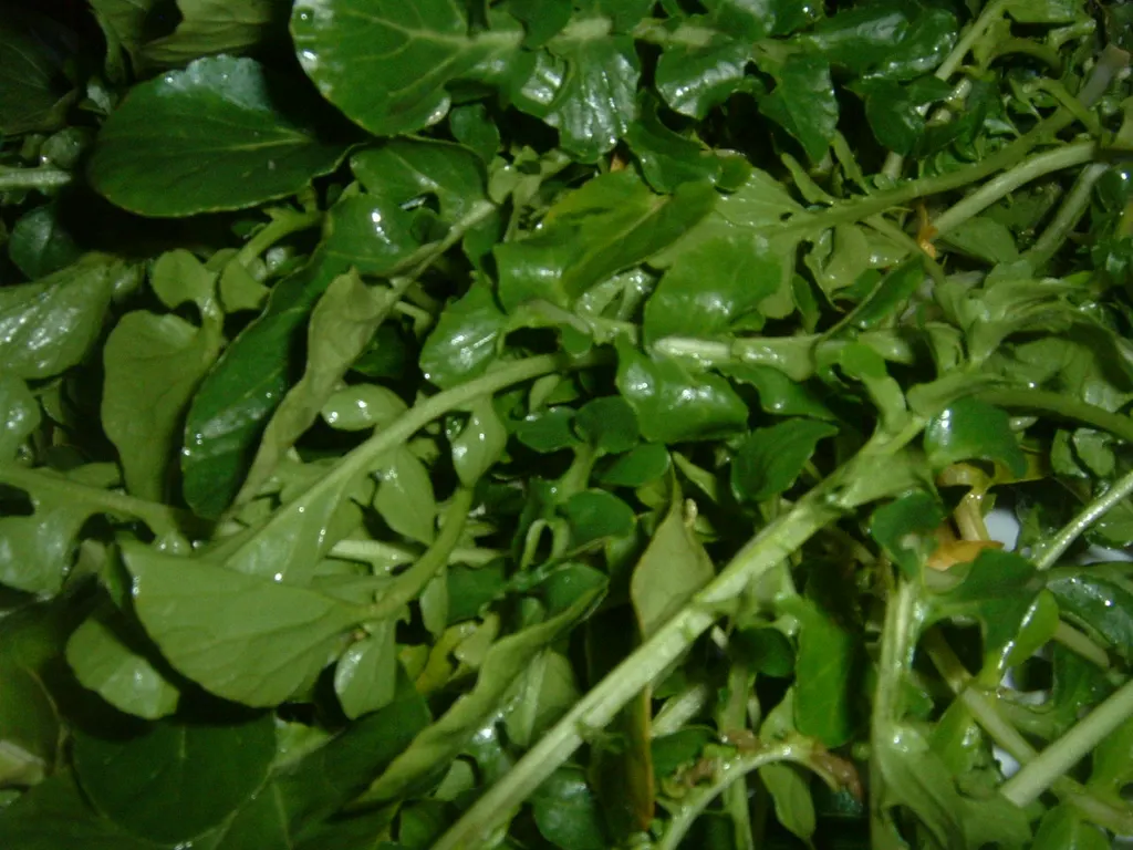 Watercress (Nasturtium officinale)