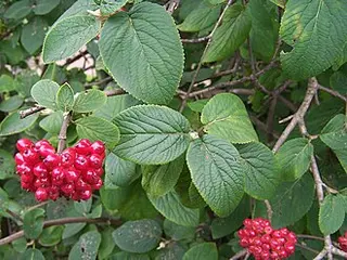 Wayfaring Tree (Viburnum lantana)