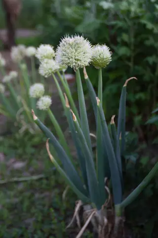 Welsh Onion (Allium fistulosum)