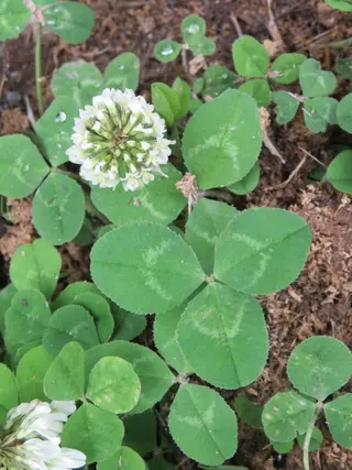 White Clover (Trifolium repens)