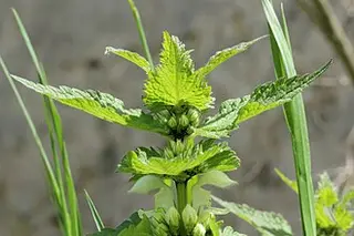 White Dead-nettle (Lamium album)