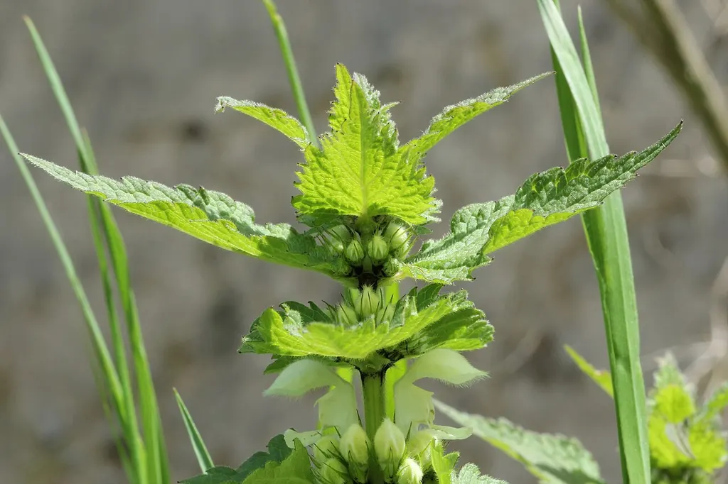 White Dead-nettle (Lamium album)