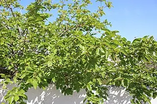 White Mulberry (Morus alba)