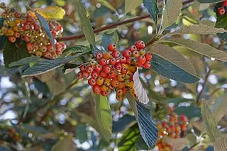 Whitebeam (Sorbus aria)