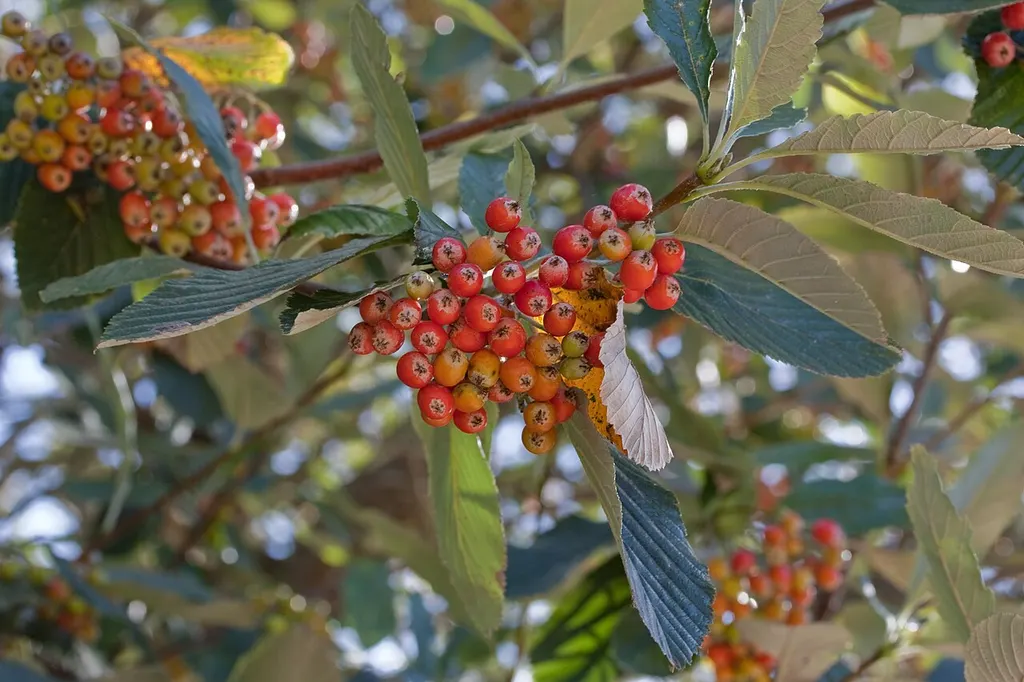 Whitebeam (Sorbus aria)