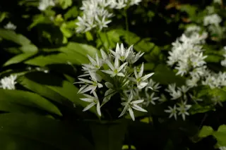 Wild Garlic (Ramsons) (Allium ursinum)