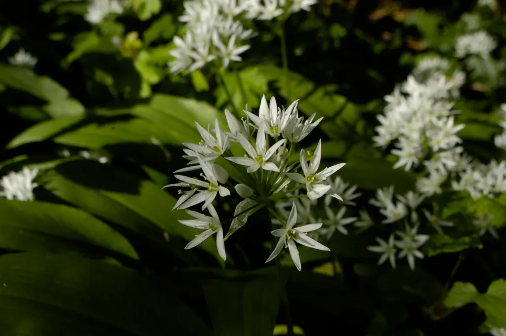 Wild Garlic (Ramsons) (Allium ursinum)