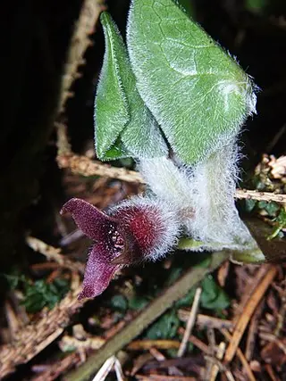 European Wild Ginger (Asarum europaeum)