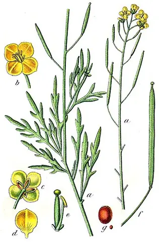 Perennial Wild Rocket (Diplotaxis tenuifolia)
