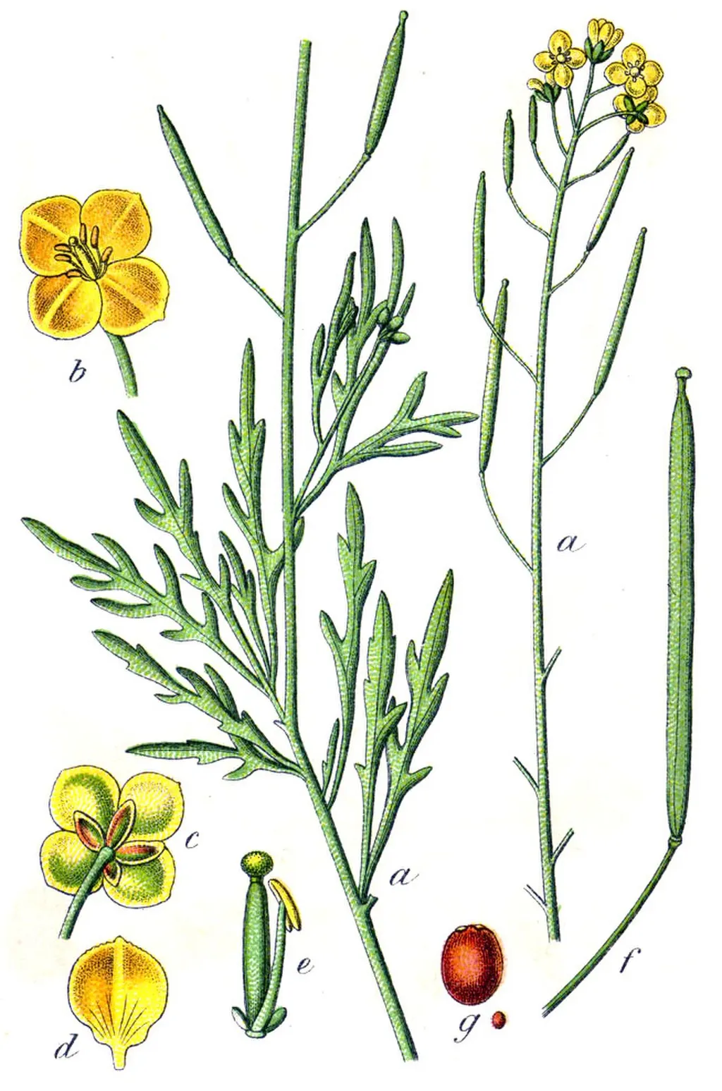 Perennial Wild Rocket (Diplotaxis tenuifolia)