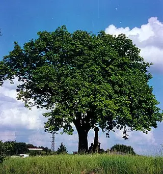 Wild Service Tree (Sorbus torminalis)