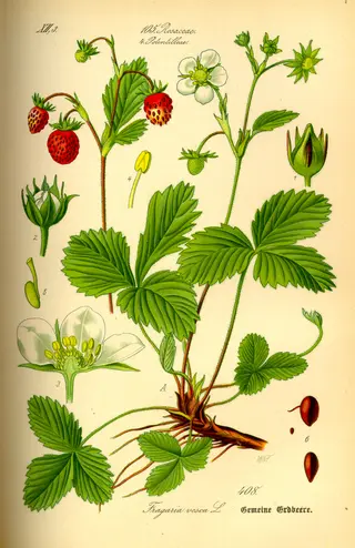Wild Strawberry (Fragaria vesca)