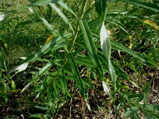 Willow (Osier) (Salix viminalis)