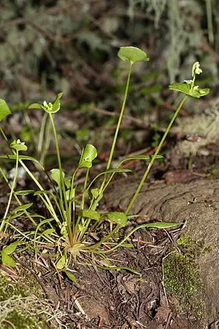 Winter Purslane (Claytonia) (Claytonia perfoliata)