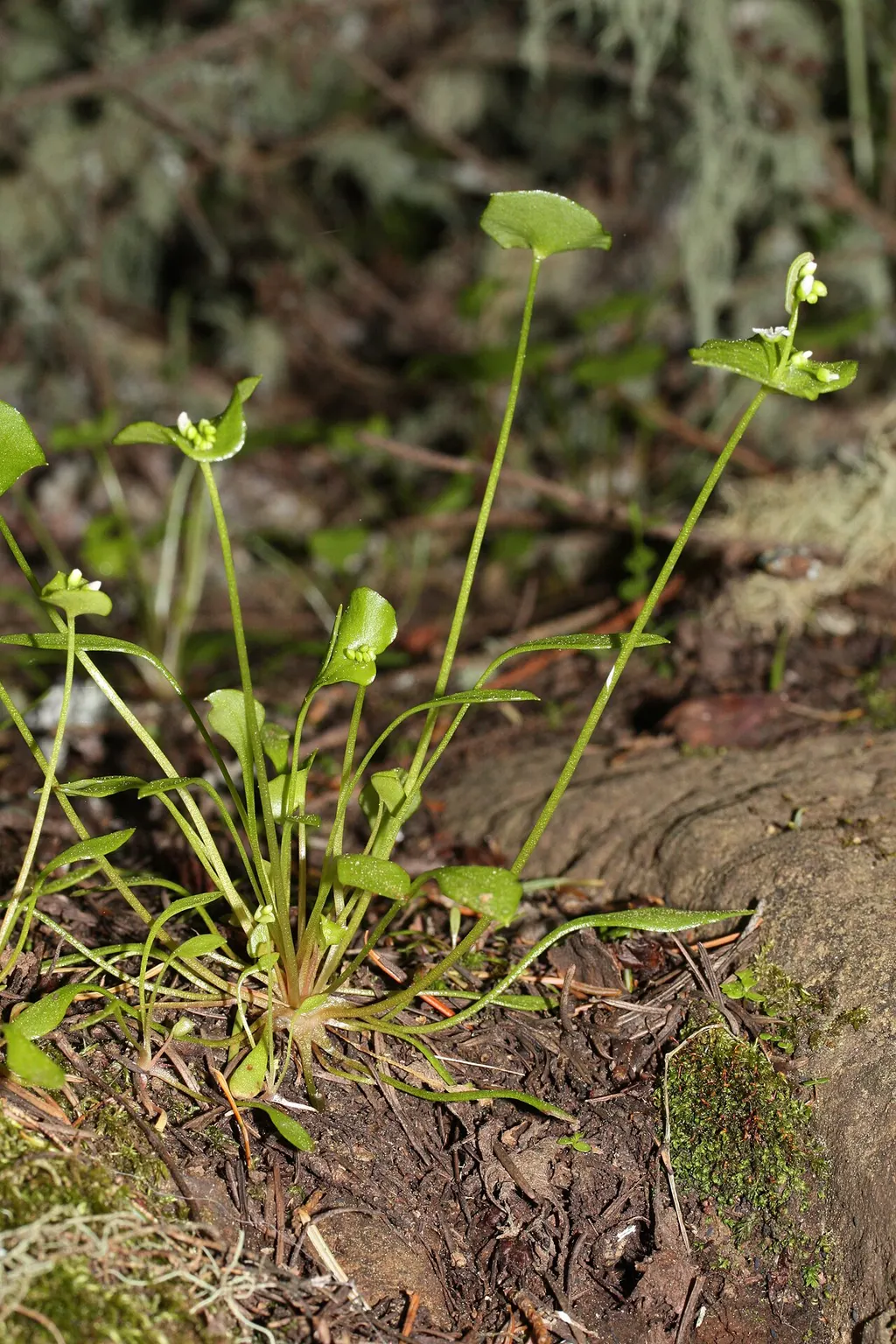 Winter Purslane (Claytonia) (Claytonia perfoliata)