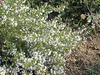 Winter Savory (Satureja montana)