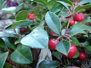 Wintergreen (Checkerberry) (Gaultheria procumbens)