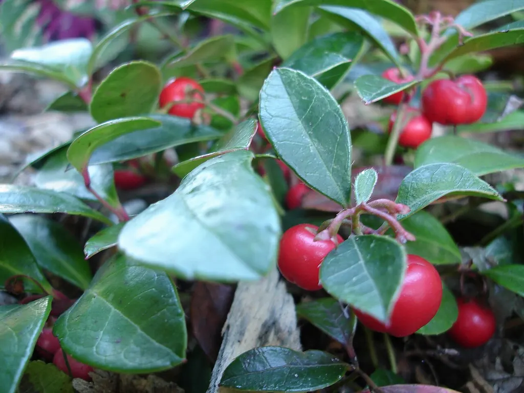 Wintergreen (Checkerberry) (Gaultheria procumbens)