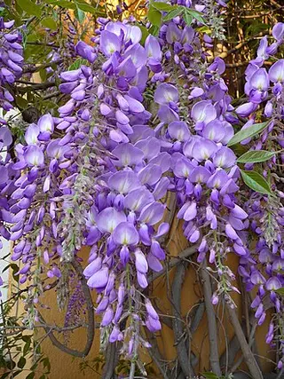Wisteria (Wisteria sinensis)