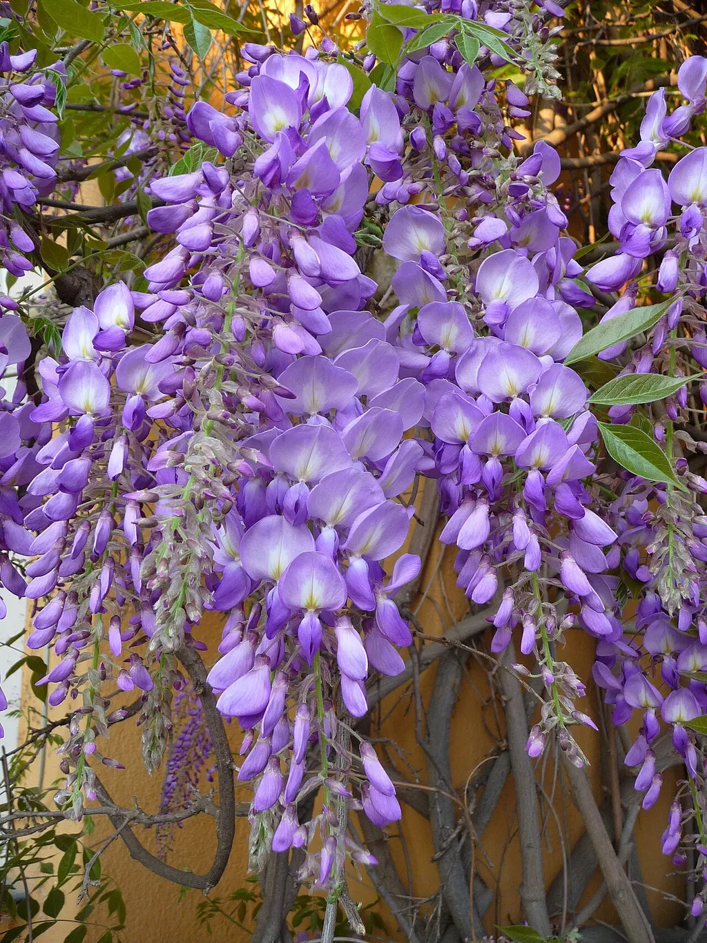 Wisteria (Wisteria sinensis)