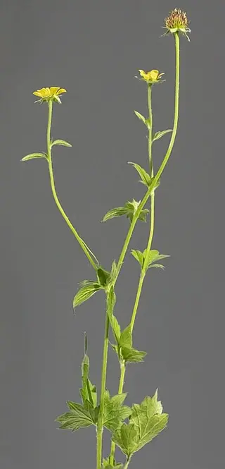 Wood Avens (Herb Bennet) (Geum urbanum)