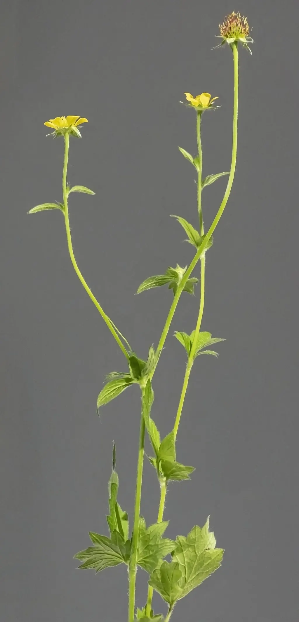 Wood Avens (Herb Bennet) (Geum urbanum)