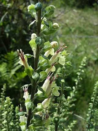 Wood Sage (Teucrium scorodonia)