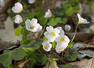 Wood Sorrel (Oxalis acetosella)
