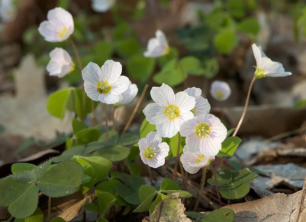 Wood Sorrel (Oxalis acetosella)