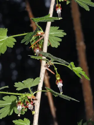 Worcesterberry (Ribes divaricatum)