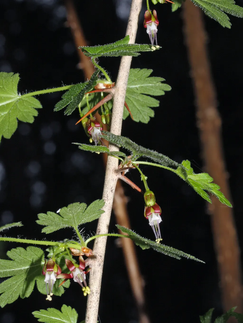 Worcesterberry (Ribes divaricatum)