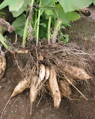 Yacon (Smallanthus sonchifolius)