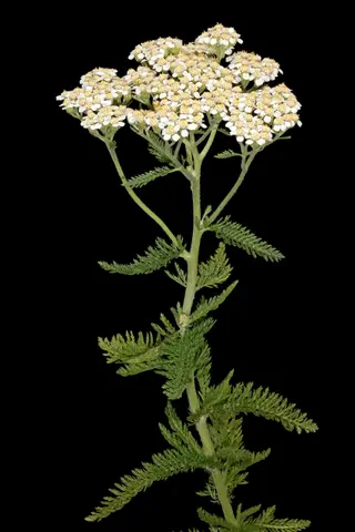 Yarrow (Achillea millefolium)