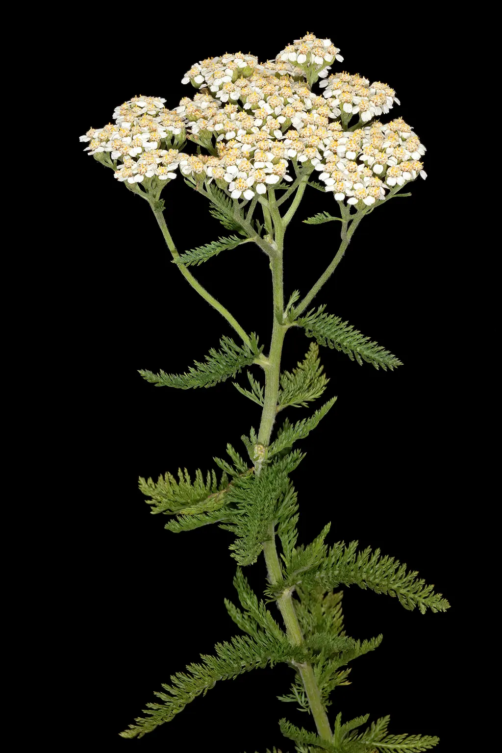 Yarrow (Achillea millefolium)