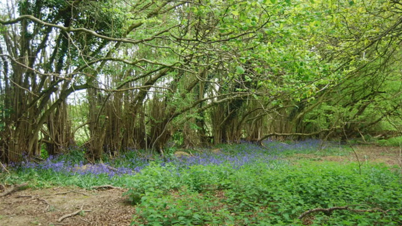 Coppice / biomass strip