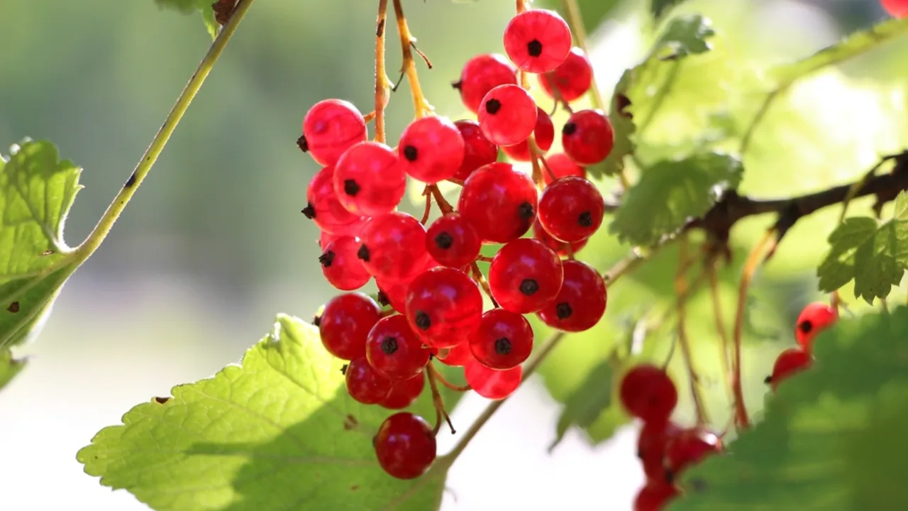 Fruit & berry beds