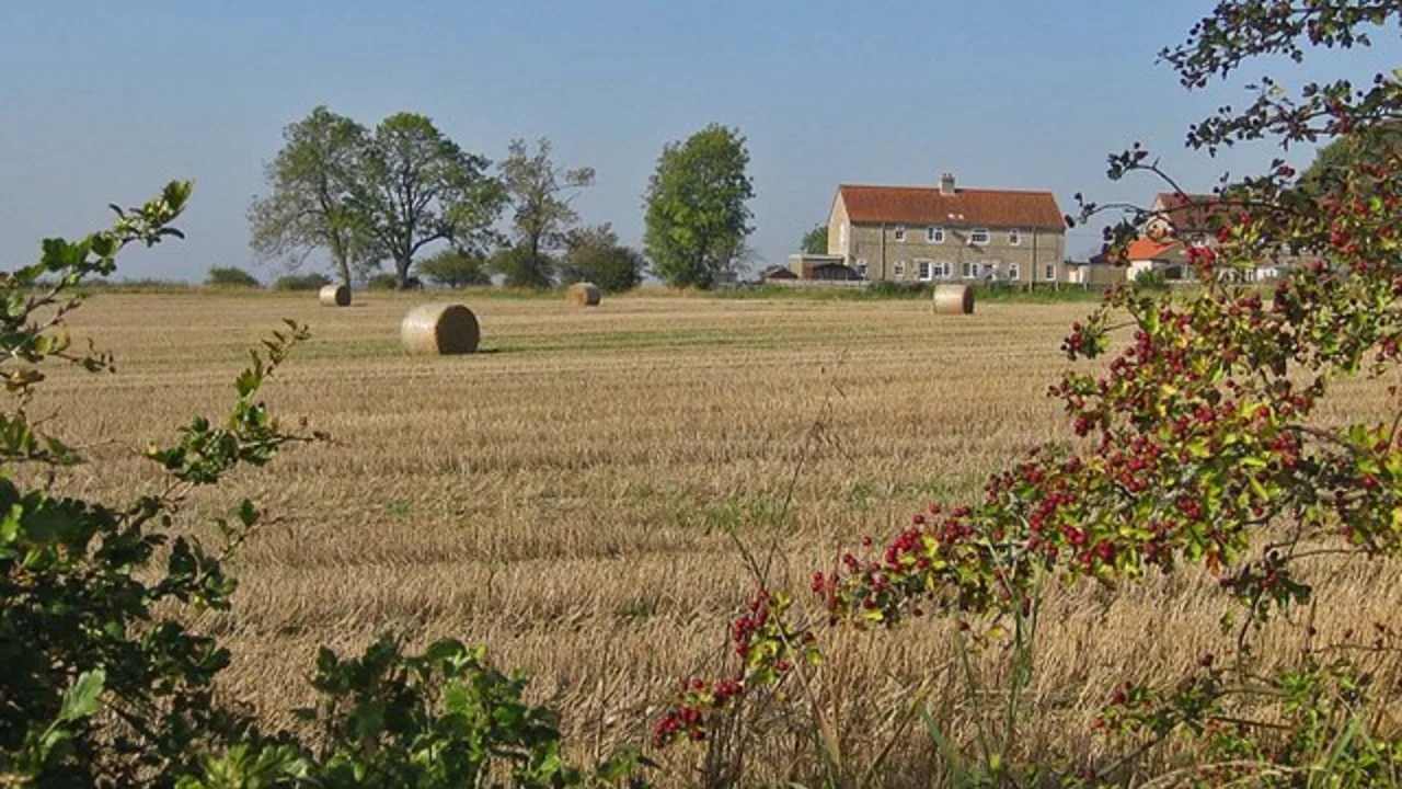 Hedgerow / shelterbelt
