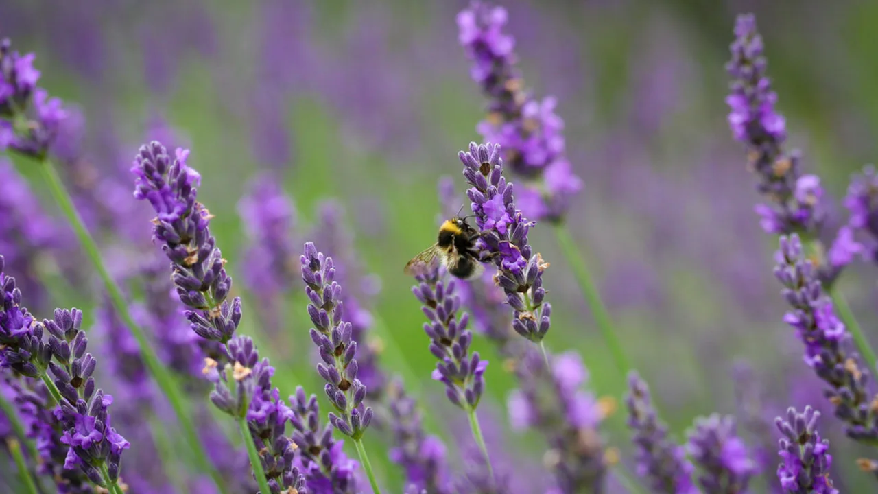 Herb & medicinal garden