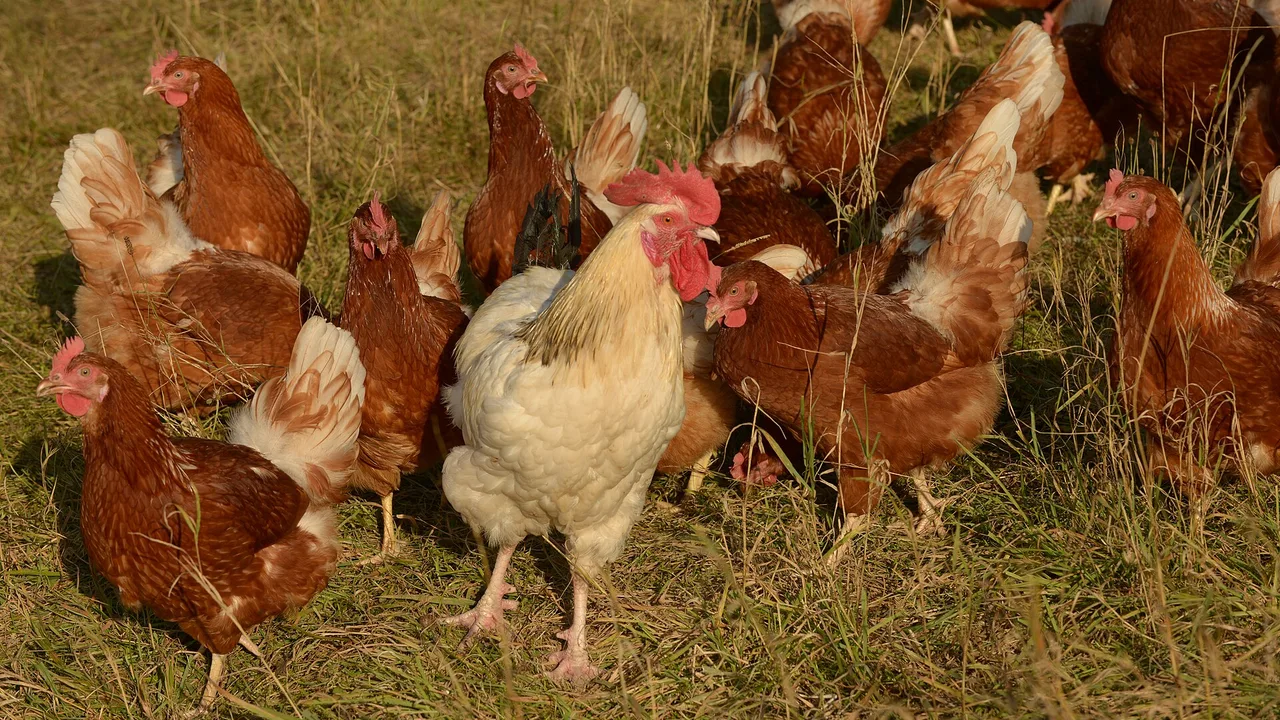 Orchard with chickens