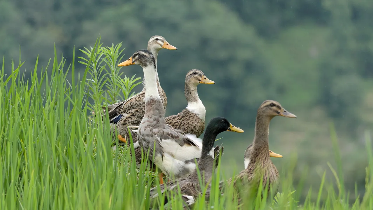 Orchard with ducks