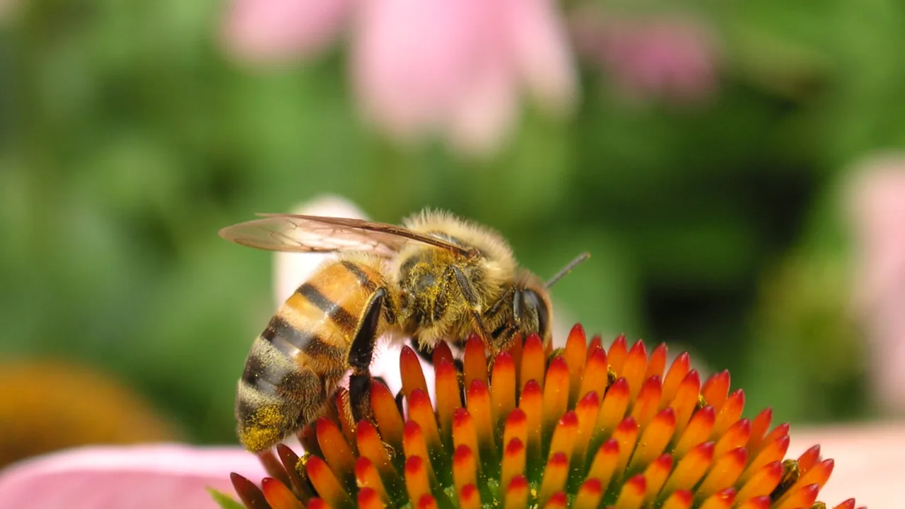 Pollinator & wildlife system