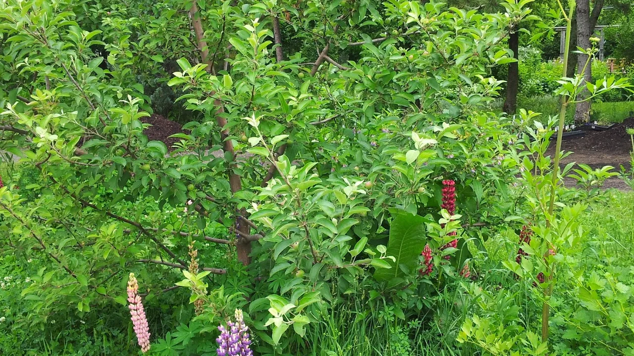 Starter food forest